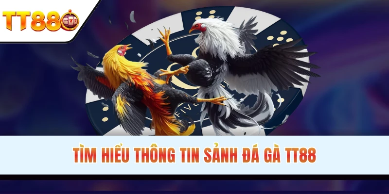 Tìm hiểu thông tin sảnh đá gà tại đơn vị