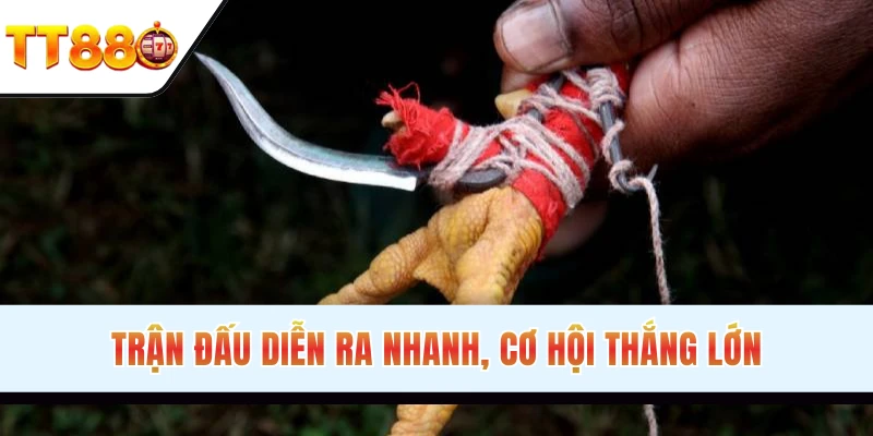 Thời gian chọi kê diễn ra nhanh chóng